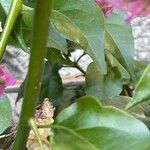 Bougainvillea glabra Bark