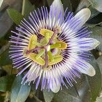 Passiflora caerulea 花