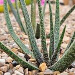 Aloe albiflora Folla