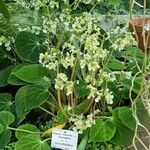 Begonia imperialis Flor