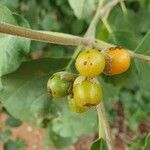 Solanum erianthum Owoc