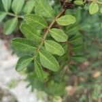 Pistacia lentiscus ഇല