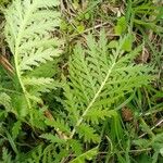 Tanacetum macrophyllum ഇല