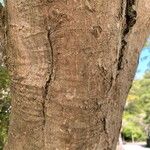 Acer japonicum Rinde