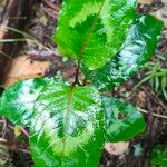 Persicaria chinensis Leaf