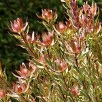 Leucadendron salignum ᱥᱟᱠᱟᱢ