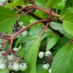 Cornus sericea Fruit