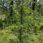 Cirsium muticum Feuille