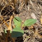 Amaranthus palmeri Folla