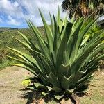 Agave salmiana 葉