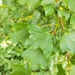 Acer barbinerve Leht