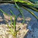 Vallisneria spiralis Leaf