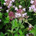 Thymus serpyllum Blomma