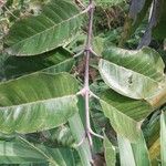 Harungana madagascariensis Hoja