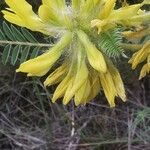 Astragalus alopecuroides Квітка