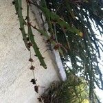Phyllanthus epiphyllanthus Листок