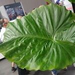 Alocasia macrorrhizos Blatt