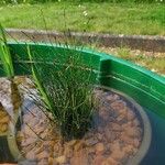 Equisetum scirpoides ഇല