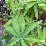 Lupinus perennis Hoja