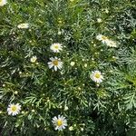 Argyranthemum haouarytheum Blomst