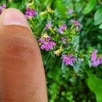 Cuphea hyssopifolia Blodyn