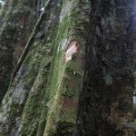 Hylodendron gabunense Corteza