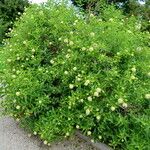 Cephalanthus occidentalis عادت