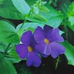 Thunbergia togoensis