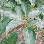 Cinnamomum camphora List