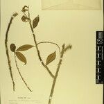 Zanthoxylum oxyphyllum Altro