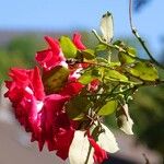 Rosa pendulina その他の提案