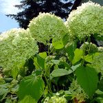 Hydrangea arborescens Квітка