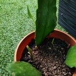 Epiphyllum oxypetalum Leaf