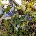 Phyteuma sieberi Hábito