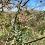 Genista florida Leaf