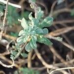 Alyssum montanum Ліст