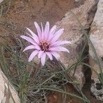Scorzonera undulata फूल
