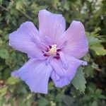 Hibiscus syriacusKwiat