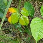 Toxicodendron rydbergii Leaf