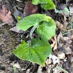 Asarum canadense Liść