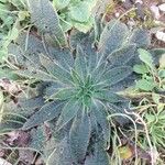 Echium asperrimum Leaf
