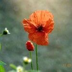 Papaver dubium 花