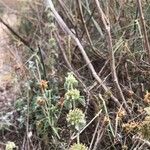 Marrubium vulgare Çiçek