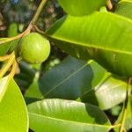 Calophyllum inophyllum Плод