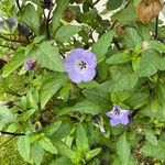 Nicandra physalodesBlüte