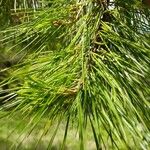 Pinus sibirica 葉