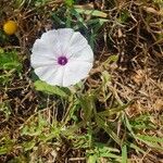 Ipomoea mombassana Flower