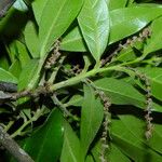 Quercus salicifolia Leaf