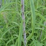 Helianthus salicifolius ഇല