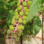 Phytolacca americana果実